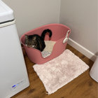 Richell PAW TRAX High Wall Cat Litter Box XL Wide & Reviews | Wayfair